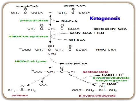 KETONE BODIES METABOLISM