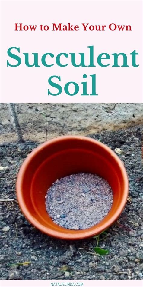 How to make your own succulent soil diy recipe mix – Artofit