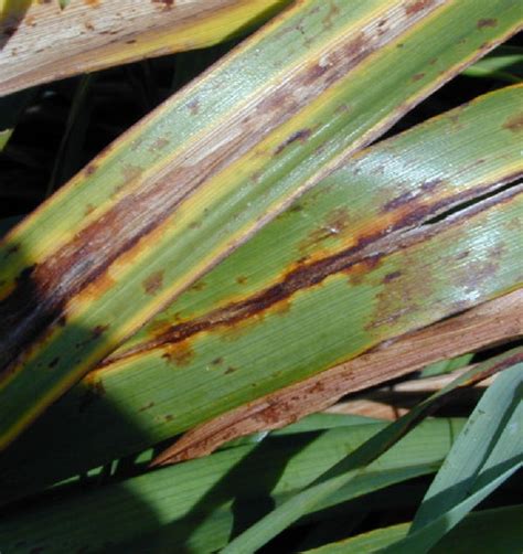 Daylily Leaf Streak – Wisconsin Horticulture