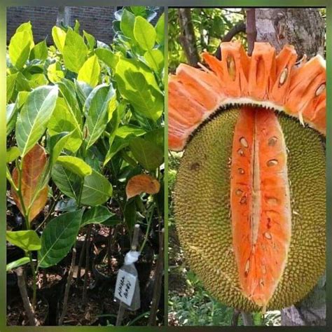 Red jackFruit Fruit Tree - Aroid Nursery