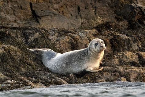 Conservation success or pests? Seals spark passionate debate