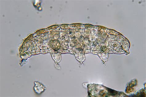 Tardigrade under the microscope | The Planetary Society