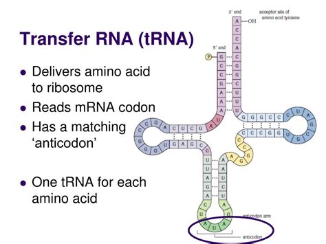 PPT - Transcription & Translation PowerPoint Presentation, free ...