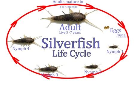 Silverfish Pest Control Services | Zone Pest - ZONE PEST - Termite and ...