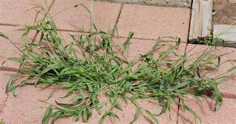 Crabgrass Preventer: With Paramount, It’s Not Too Late - Paramount ...