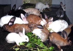 Tips when rearing rabbits in Uganda – Jaguza Farm Support