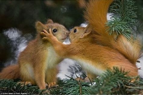 🔥 [50+] Cute Squirrel Wallpapers | WallpaperSafari