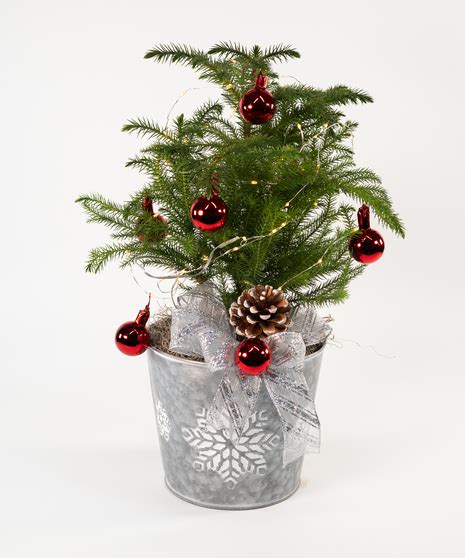 Norfolk Island Pine | Grand Rapids Christmas Decor