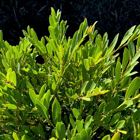 Cinnamon Girl™ Distylium - 3 in 2022 | Plants, Ground cover, Shrubs