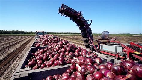 World Modern Agriculture Technology - Broccoli, Cabbage, carrot, onion ...