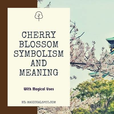 Japanese Cherry Blossom Symbolism and Meaning