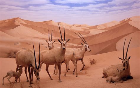 Arabian Oryx | Scene: Rub el Khali, southern Saudi Arabia. | Zeetz Jones | Flickr