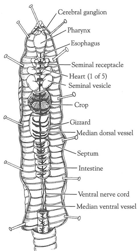 Earthworm Anatomy Label The Diagram