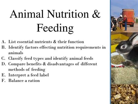 PPT - Animal Nutrition & Feeding PowerPoint Presentation, free download ...