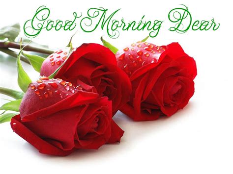 Morning Flowers Wallpapers - Top Free Morning Flowers Backgrounds - WallpaperAccess