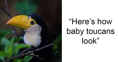 Everyone Is Suddenly Realizing Toucans Are Weirder Than They Thought Thanks To A Viral Thread ...