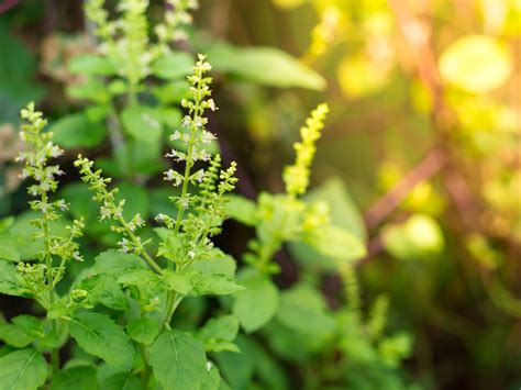 Tulsi – the magical sacred herb of Ayurveda in 2020 | Ayurveda, Tulsi, Herbs