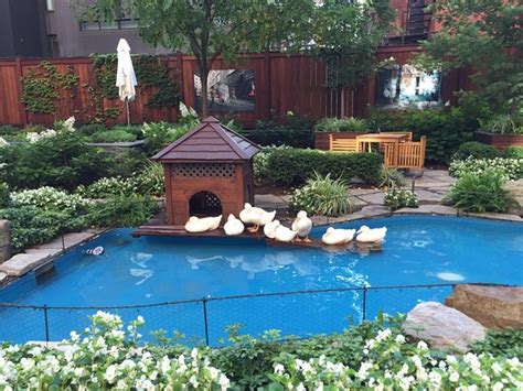 THE 10 BEST Montreal Hotels with a Pool of 2023 (with Prices) - Tripadvisor