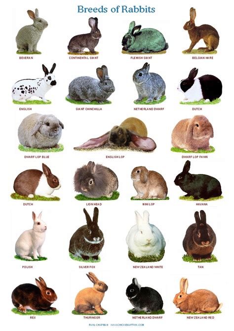 A4 Laminated Posters. Breeds of Rabbits