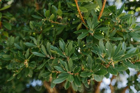 Evergreen rhododendron leaves growing in the garden 22674189 Stock ...