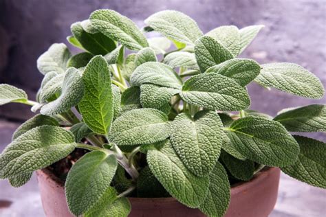 How To Grow Sage Indoors: Tips, Tricks & Step-by-Step Guide | House Grail