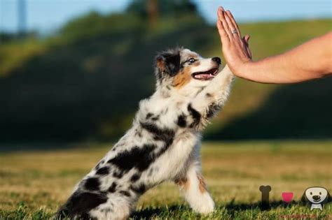 40+ Razas de perros Medianos ¡Con Fotos! Actualizado 2021