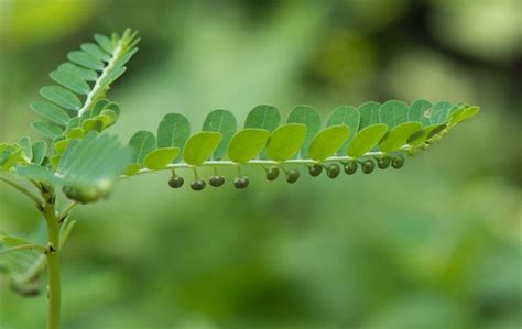 Chanca Piedra Benefits (Phyllanthus niruri Tea) - Linden Botanicals