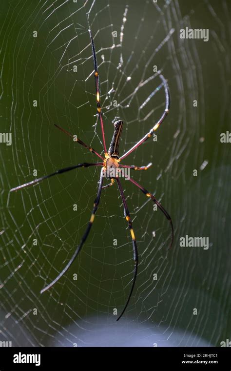 Animal, Davao, Philippines Stock Photo - Alamy