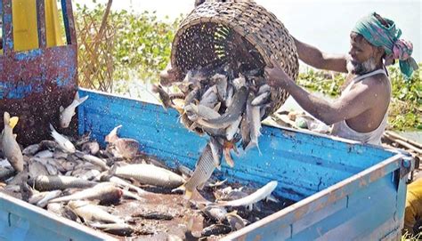 Nile Perch Invasive Species