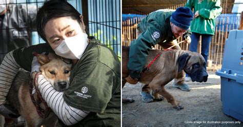 South Korea Plans To Ban Dog Meat