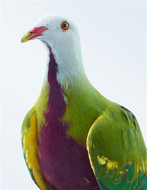 Stunning photos of colourful pigeons will make you see the birds in a new way | Metro News