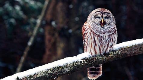 Winter Snow Branch Bird Owl Nature Photo wallpaper | 1920x1080 | #14598