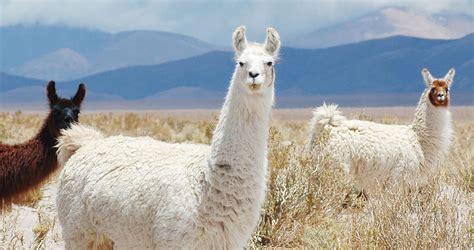 Can Llamas Save Us From the Coronavirus?