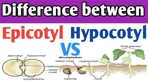 Epicotyl and hypocotyl differences | Epicotyl and Hypocotyl in dicot ...