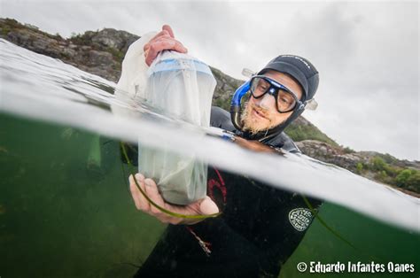 Collecting Infauna Samples in Eelgrass Meadow at University of ...