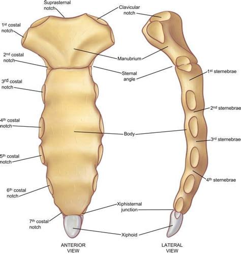 Sternum - Anatomy, Fracture, Pain and Location - (updated in 2022)