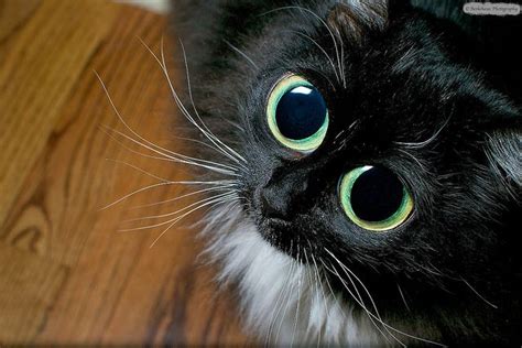 Big eyed cat begging | Cats with big eyes, Cat furry, Cute animals