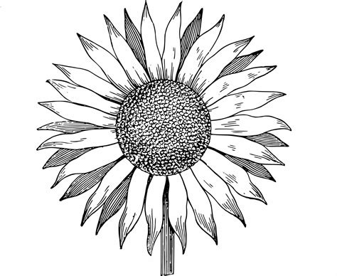 Sunflower Tattoo Drawing | Free download on ClipArtMag