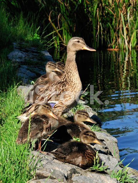 Mallard Ducklings. Stock Photo | Royalty-Free | FreeImages