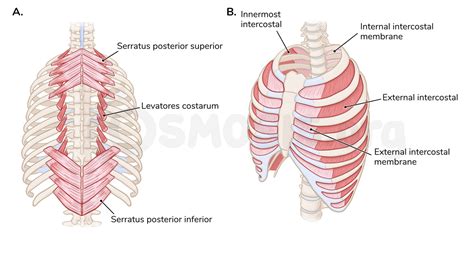 Muscles of the thoracic wall | Osmosis