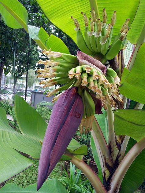 Banana Tree Flower Free Stock Photo - Public Domain Pictures