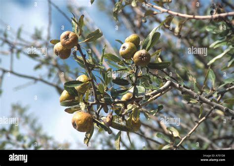 food fruit fruits wild pear tree with fruits Stock Photo - Alamy