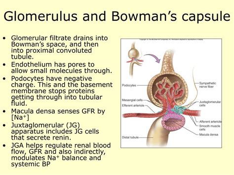 PPT - Renal Physiology 1 PowerPoint Presentation, free download - ID ...