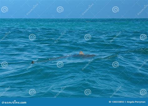 Copper Shark at the Surface Stock Image - Image of south, shark: 138233855