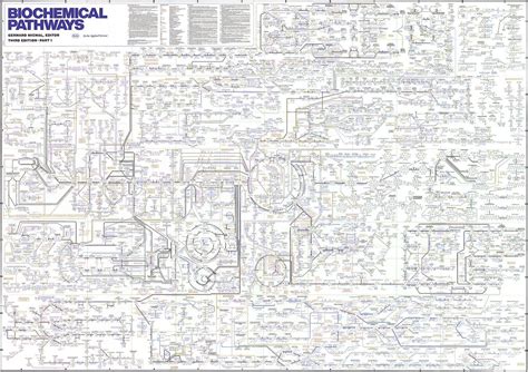 Roche Biochemical Pathways Wall Chart: A Visual Reference of Charts ...