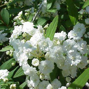 Bridal Wreath Spirea | Garden Plant Deciduous Shrubs | Chicago Garden ...