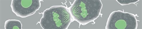 Cell proliferation: a complete guide | Abcam