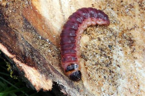 Wood Eating Bugs - Insects That Eat Wood +10 Examples, Photos & Characteristics