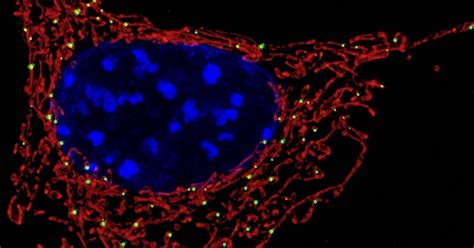 Mitochondria: Evolution’s Ever-Receding Ancestor | Evolution News