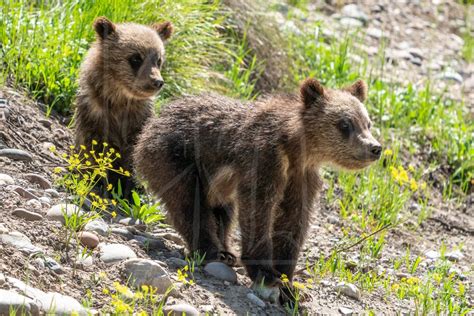 Grizzly Bear Cubs, Digital Download, Wildlife, Nature, Cute Animals, - Etsy